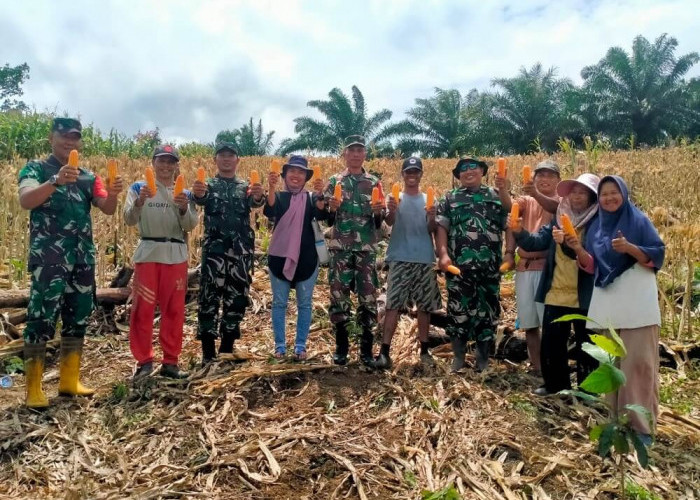 Panen, Kebun Jagung TNI Hasilkan 14 Ton Jagung