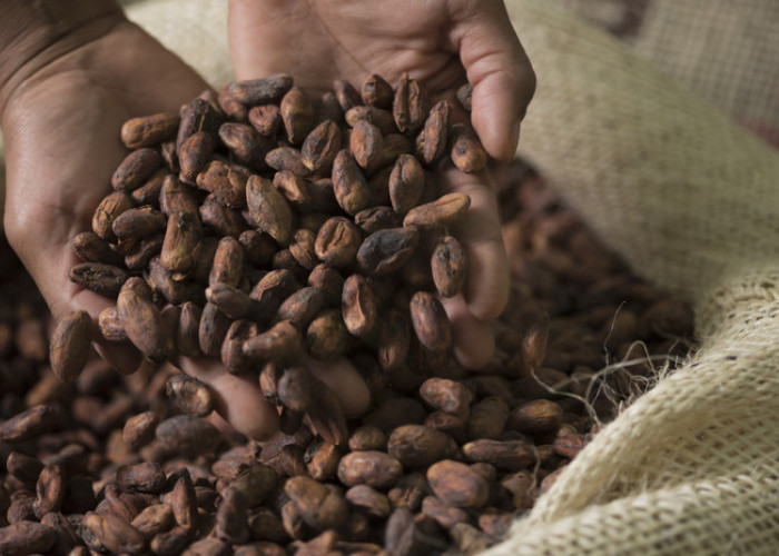 Mengapa Harga Biji Kakao Mencapai Rekor Tertinggi di Pasar Dunia, Ini Penyebab Utamanya?