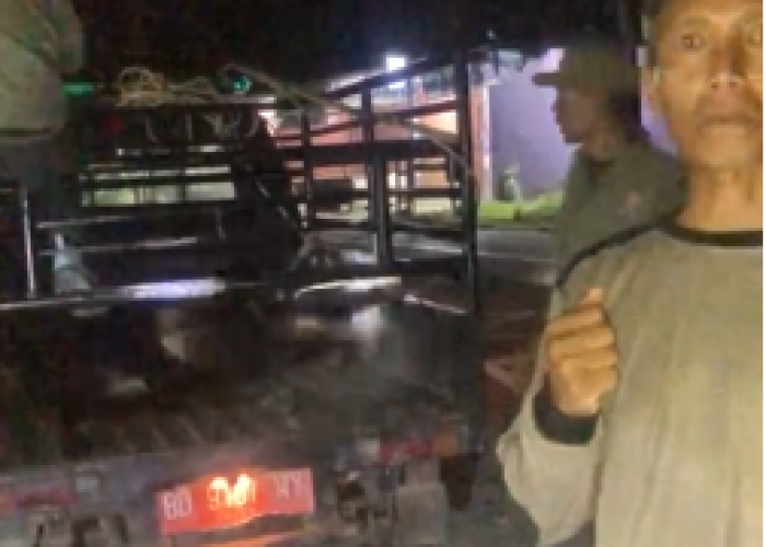 Satpol PP Kaur Operasi Penertiban Ternak Hingga Subuh, Penegakan Perda Nomor 4 Tahun 2025
