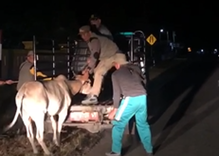 Puncak Arus Balik, Satpol PP Kaur Operasi Malam Hari, Amankan Sapi 2 Ekor