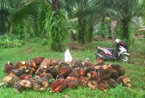 Mengapa Pendapatan Bersih Petani Sawit di Provinsi Bengkulu Dibawah UMP 2024, Berikut Penyebabnya!