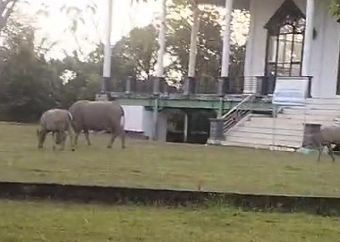 TERLALU, Bukannya Dukung Tertib Ternak, Oknum Pejabat Eselon 3 Pemda Kaur Ini 'Maksa' Minta Keringanan Denda