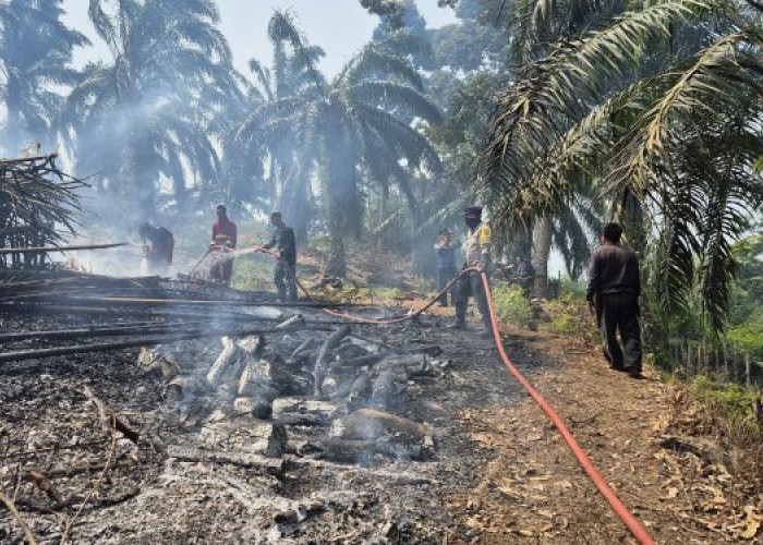 Kabupaten Kaur Terparah Karhutla, Ratusan Hektar Lahan Terbakar di Provinsi Bengkulu