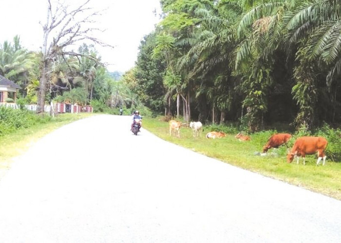 Ternak di Kaur Masih Berkeliaran di Jalan Raya