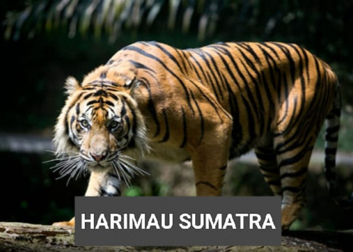 Mitos 7 Manusia Harimau, Penjaga Hutan di Provinsi Bengkulu adalah Penunggu Gunung Dempo?