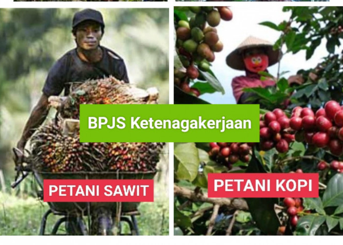Petani Sawit dan Kopi bisa Daftar, Simak Cara Daftar BPJS Ketenagakerjaan dengan Mudah