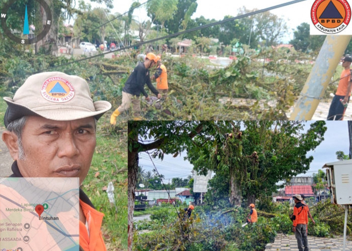 Penataan Pusat Kota, BPBD dan DLH Kaur Pangkas Dahan Pohon di Jalur Protokol