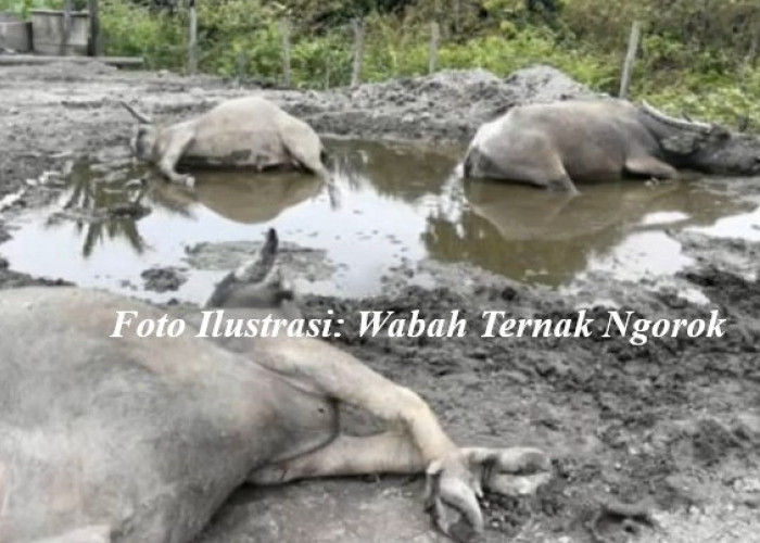 Wabah 'Ngorok' Serang Ternak Sapi dan Kerbau di Kaur, Dinas Pertanian Lakukan Ini