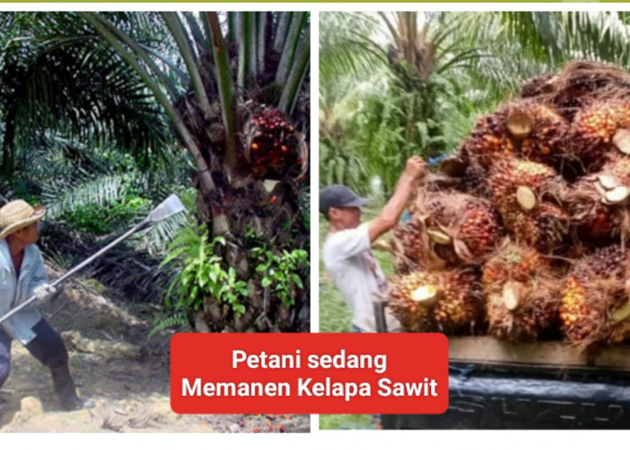 DBH Sawit Provinsi Bengkulu 2024 Turun Tajam dibanding 2023, Berapa DBH Sawit Kabupaten Kaur?