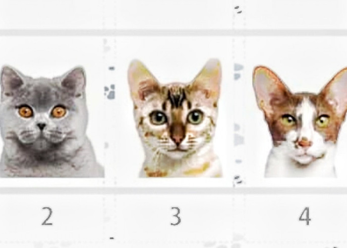 Tes Kepribadian: Bisakah Anda mempercayai intuisi Anda? Pilih salah satu kucing cantik ini untuk menemukannya!