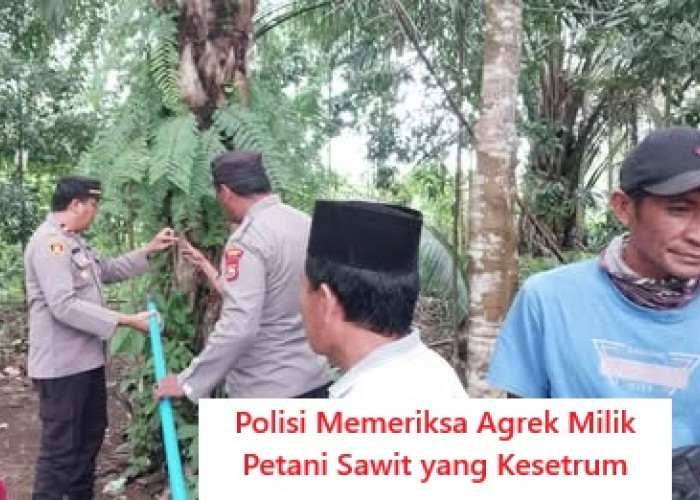 Egrek Nempel pada Kabel Jaringan Listrik, Pemanen Sawit di Kaur Tewas Kesetrum