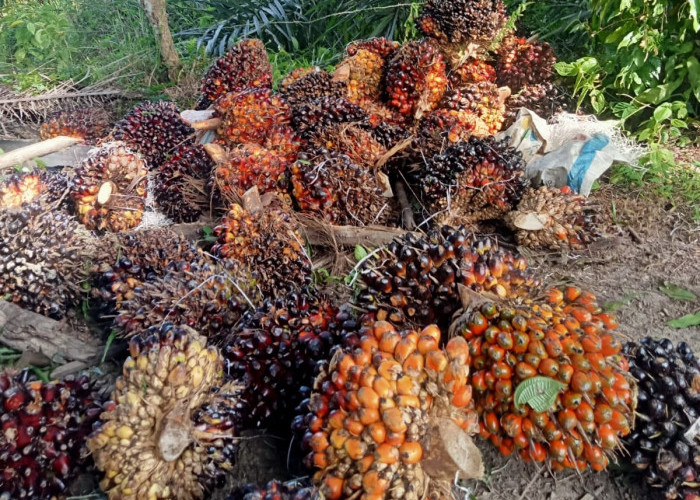 Harga TBS Sawit di Sini Pecah Rekor, Tembus Rp4.075 per Kilogram