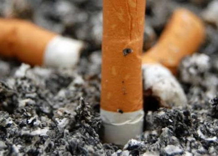 Pemprov Bengkulu Cairkan DBH Pajak Rokok Rp53 Miliar, Pemkab Kaur Dapat Segini 
