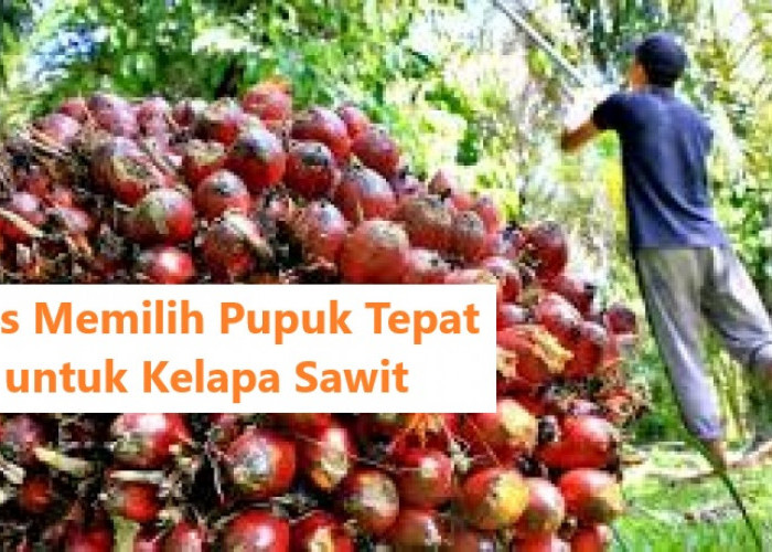 Tips Memilih Pupuk Tepat untuk Kelapa Sawit, Simak Kegunaan KCL MOP