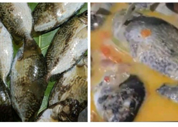 7 Gulai Khas Kabupaten Kaur Tinggi Protein, Cocok Buat Menu Sahur dan Buka Puasa!