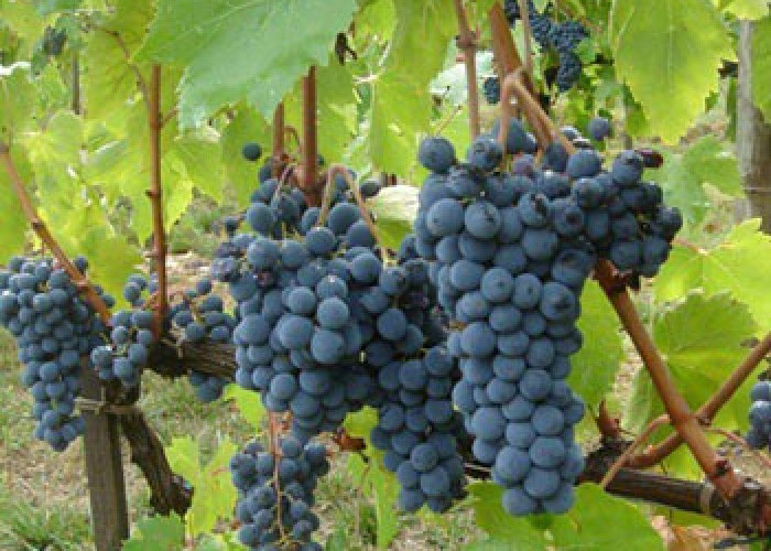 5 Tips Budidaya Anggur, Sulap Pekarangan jadi Kebun Anggur Bernilai Ekonomis