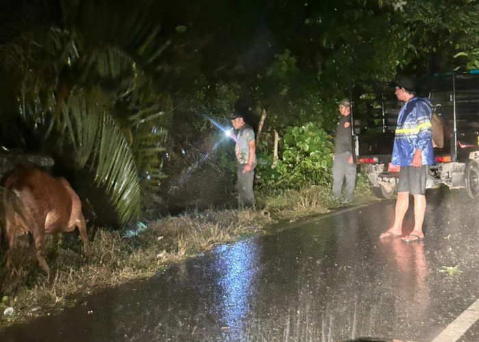 Berawal dari Laporan Warga, Respon Cepat Satpol PP Kaur Tangkap Sapi Berkeliaran Dini Hari