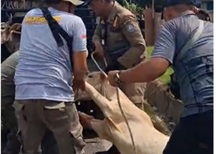 Operasi Penertiban Kian Kencang, Satpol PP Tangkap 13 Ekor Ternak Liar 