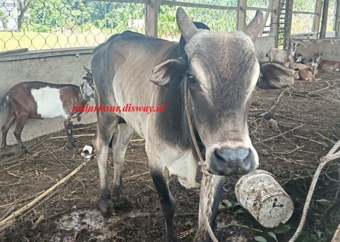 Lagi, Satpol PP akan Lelang Hewan Ternak Liar, Ini jadwal dan Ketentuan!!