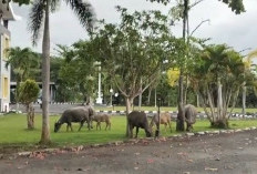 Tak Ingin Berjuang Sendiri, Satpol PP Minta Seluruh Kades dan Warga se-Kabupaten Kaur Tangkap Ternak Liar 