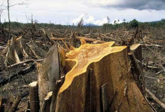 Sebagian dari 64.000 hektare kawasan TNBBS di Kabupaten Kaur Mengalami Deforestasi 