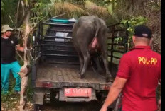 2 Satgas Desa Penertiban Hewan Ternak Ini mulai Bergerak, Desa Lain Baru Wacana 