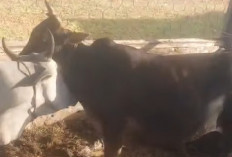 Satpol PP Kaur Komitmen Tertibkan Ternak Liar, 20 Ekor Kembali Diamankan