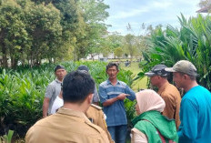 Pemda Kabupaten Kaur Bagi-bagi 20 Ribu Bibit Sawit Gratis, Tahap Pertama