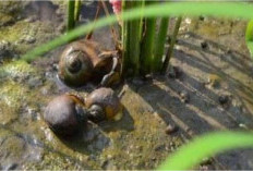 Ekstrak Daun Pepaya dan Buah Maja jadi Pestisida Nabati Pengendali Keong Sawah, Ini Caranya