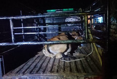 Satgas Perugaian, Satu-satunya Satgas Desa Melaksanakan Penertiban Ternak Liar Mandiri 