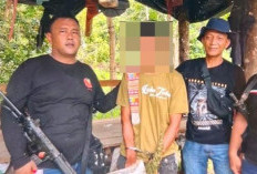Berawal dari Laporan Warga, Polisi di Langkat Temukan 11 Batang Ganja di Perladangan
