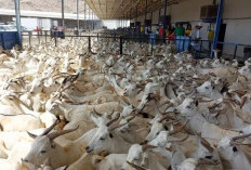 Fatwa Muhammadiyah: Penyembelihan Hewan Dam Jemaah Haji Boleh Dilakukan di Indonesia, Ini Alasannya