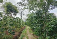 Jalan Pulang Kedaulatan Perempuan Petani Kopi