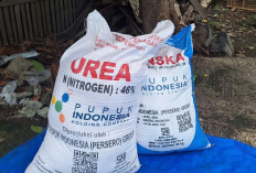 Kuota Pupuk Urea Subsidi Untuk Kabupaten Kaur Turun