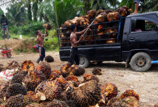 Harga TBS Sawit di Sini Rp3.900/Kg, Pemerintah Prioritaskan Kesejahteraan Petani 