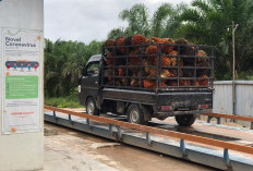 Petani Sawit Terjepit, Apkasindo Desak Pemerintah Tera Ulang Timbangan di Ramp dan Atur Harga Pembelian 