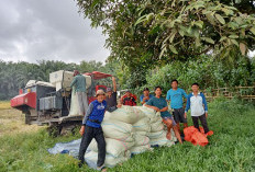 Kabar Baik dari Bengkulu, Produksi Padi Diproyeksi Menguat