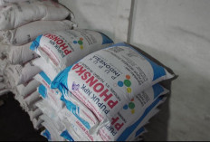 Kadis Pertanian Kaur Warning Tim Verifikasi Pupuk Bersubsidi: Jangan Validasi Jika Melanggar!