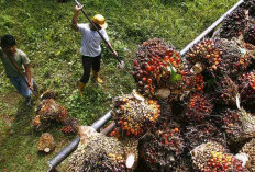 Perkebunan Kelapa Sawit di Bengkulu Capai 424 Ribu Hektar, Ini Strategi Agar Optimalisasi Produktivitas