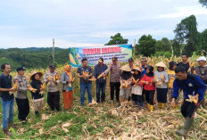 Panen Jagung Kuartal I di Lahan PT DSJ, Ini Pesan Kapolsek Tanjung Kemuning