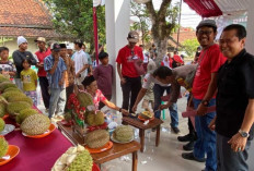 Kontes Durian Lokal Digelar Akhir Agustus