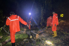 Pohon Tumbang di Tiga Titik, BPBD Kaur Beri Respon Cepat, Arus Lalu Lintas Kembali Normal