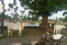 BPS Ungkap Jumlah Populasi Ternak Lokal di Kabupaten Kaur, Potensi Besar  jika Dikelola Baik