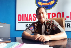 Minggu Depan Satpol PP Kaur Akan Menggelar Penertiban Hewan Ternak Siang Dan Malam Hari