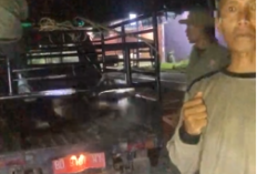 Satpol PP Kaur Operasi Penertiban Ternak Hingga Subuh, Penegakan Perda Nomor 4 Tahun 2025