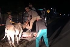 Puncak Arus Balik, Satpol PP Kaur Operasi Malam Hari, Amankan Sapi 2 Ekor