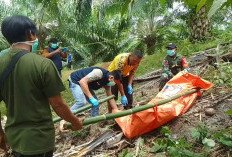 BREAKING NEWS: Warga Desa Talang Marap Temukan Jenazah Membusuk di Kebun Sawit