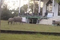 TERLALU, Bukannya Dukung Tertib Ternak, Oknum Pejabat Eselon 3 Pemda Kaur Ini 'Maksa' Minta Keringanan Denda