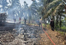 Kabupaten Kaur Terparah Karhutla, Ratusan Hektar Lahan Terbakar di Provinsi Bengkulu