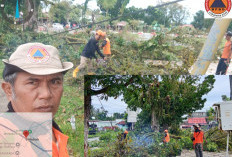 Penataan Pusat Kota, BPBD dan DLH Kaur Pangkas Dahan Pohon di Jalur Protokol